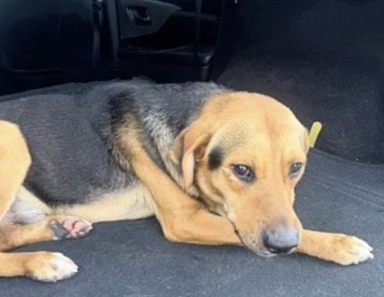 A655289, an adoptable Beagle in Houston, TX