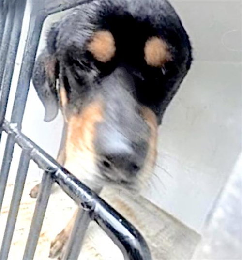 A655295, an adoptable Rottweiler in Houston, TX