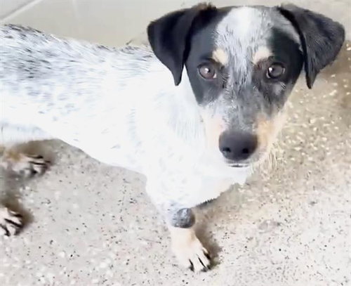 TAZ, an adoptable Rat Terrier in Houston, TX