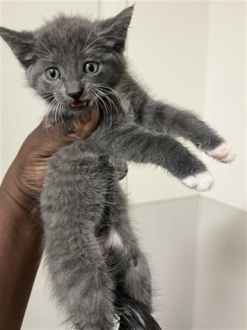 A655326, an adoptable Russian Blue in Houston, TX