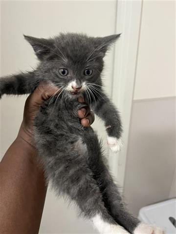 A655327, an adoptable Russian Blue in Houston, TX