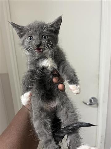 A655328, an adoptable Russian Blue in Houston, TX