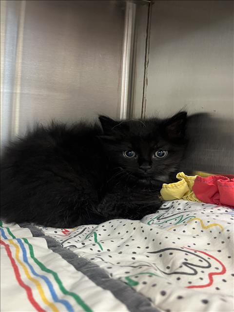A654984, an adoptable Domestic Long Hair in Houston, TX