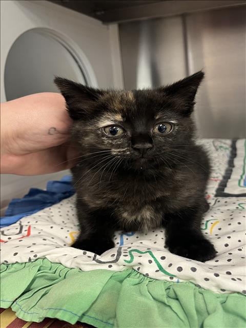 A654985, an adoptable Domestic Long Hair in Houston, TX