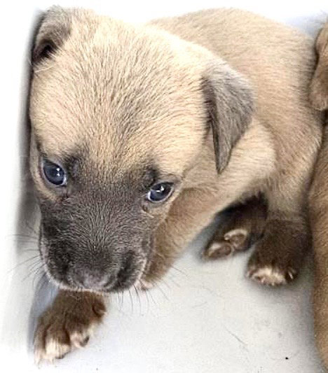A655359, an adoptable Pit Bull Terrier in Houston, TX