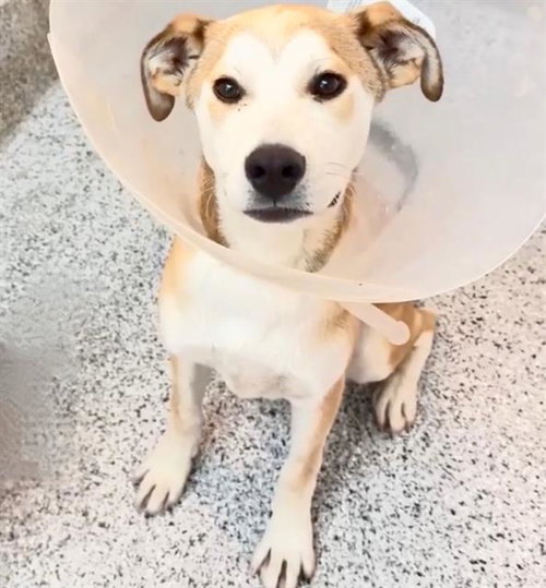 BOSCO, an adoptable Labrador Retriever in Houston, TX