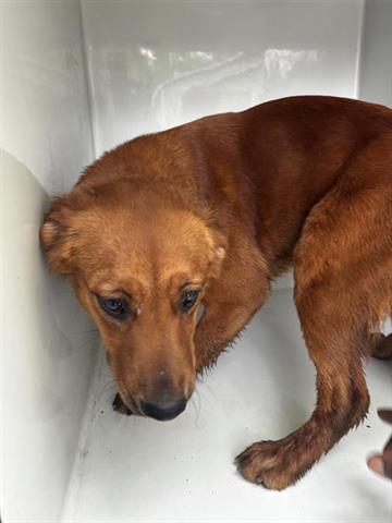A655434, an adoptable Golden Retriever in Houston, TX