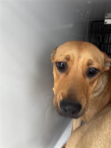 A655435, an adoptable Rhodesian Ridgeback in Houston, TX