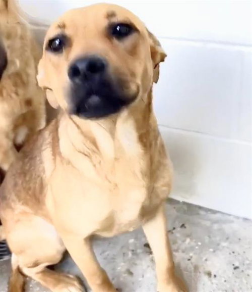 A655435, an adoptable Rhodesian Ridgeback in Houston, TX
