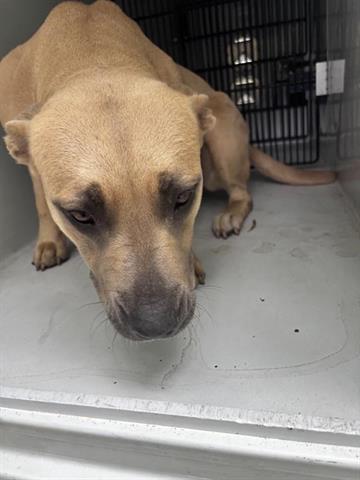 A655436, an adoptable Black Mouth Cur in Houston, TX