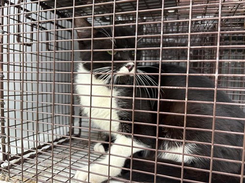 A655438, Young Domestic Short Hair (short coat), cat for adoption in League City, Texas