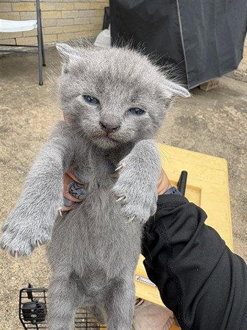 A655439, Baby Domestic Short Hair (short coat), cat for adoption in League City, Texas