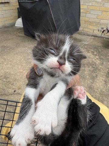 A655440, Baby Domestic Short Hair (short coat), cat for adoption in League City, Texas