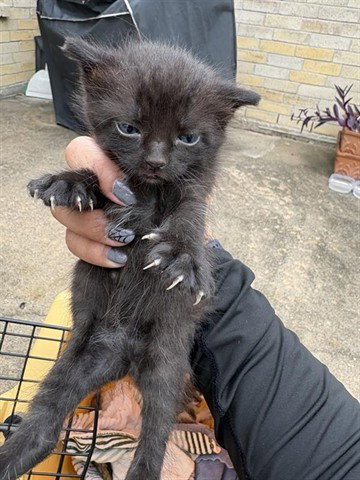 A655441, Baby Domestic Short Hair (short coat), cat for adoption in League City, Texas