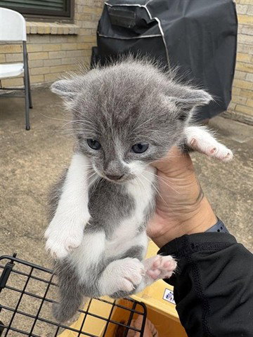 A655442, Baby Domestic Short Hair (short coat), cat for adoption in League City, Texas