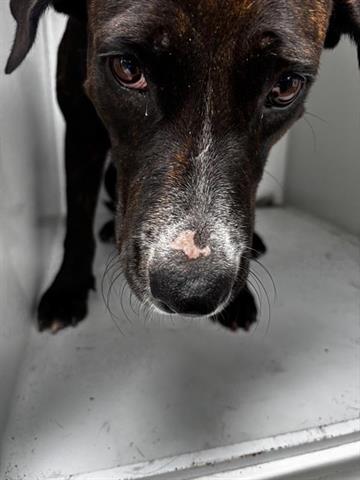 A655455, an adoptable Plott Hound in Houston, TX