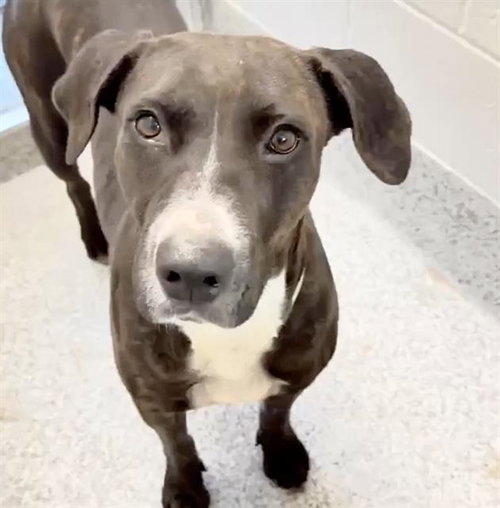A655455, an adoptable Plott Hound in Houston, TX