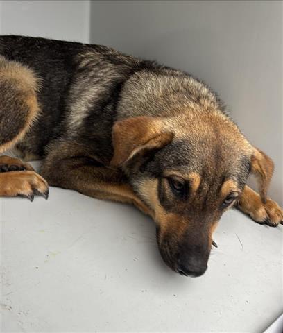 A655437, an adoptable German Shepherd Dog in Houston, TX