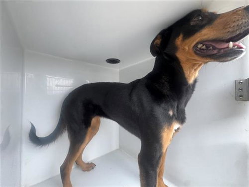 CHLOE, an adoptable Doberman Pinscher in Houston, TX