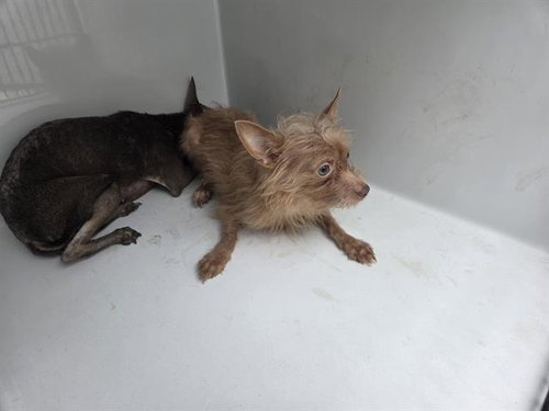A655465, an adoptable Cairn Terrier in Houston, TX