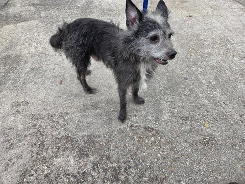 A655466, an adoptable Cairn Terrier in Houston, TX