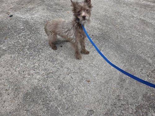 A655468, an adoptable Cairn Terrier in Houston, TX