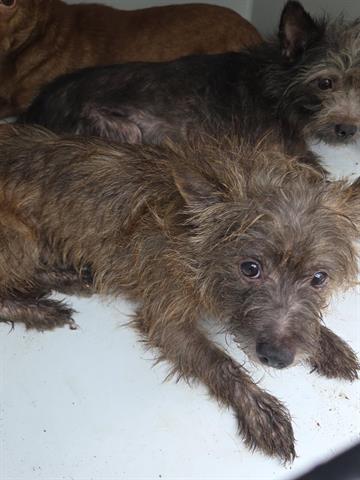A655470, an adoptable Cairn Terrier in Houston, TX