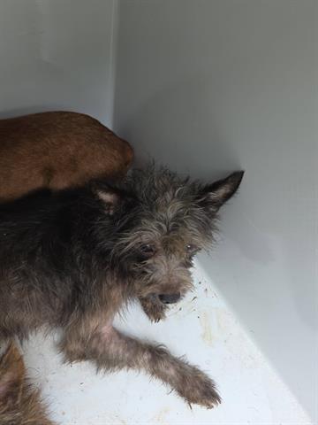 A655472, an adoptable Cairn Terrier in Houston, TX