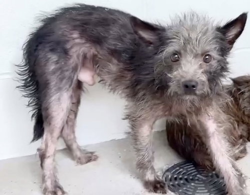 SNICKERDOODLE, an adoptable Cairn Terrier in Houston, TX