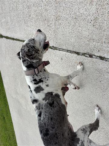 A655475, an adoptable Great Dane in Houston, TX