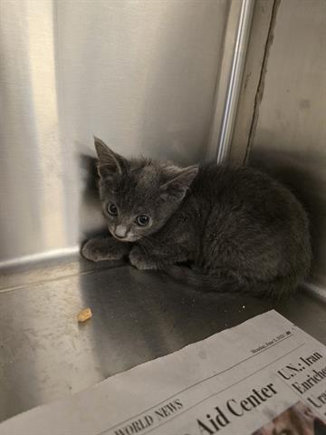 A655496, an adoptable Domestic Medium Hair in Houston, TX