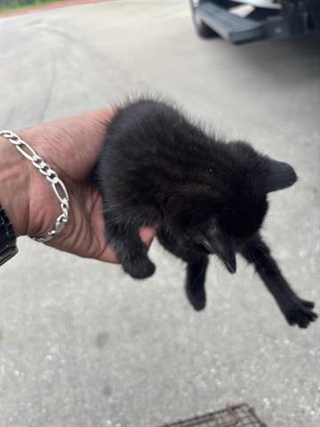 A655476, an adoptable Domestic Short Hair in Houston, TX