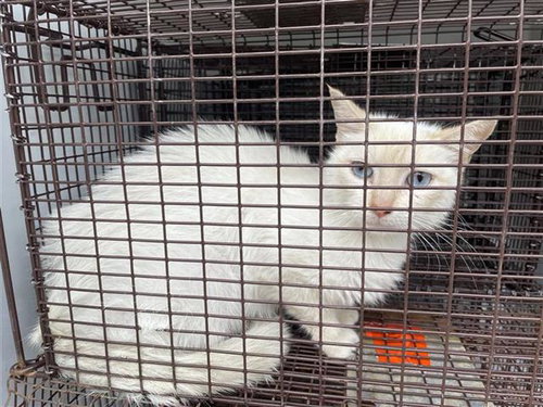 CANDELLA, an adoptable Siamese in Houston, TX