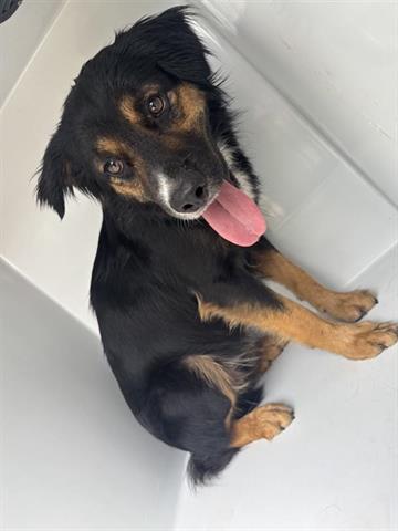 BILBO, an adoptable Australian Shepherd in Houston, TX