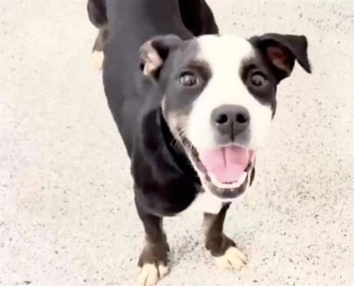 A655500, an adoptable Labrador Retriever in Houston, TX