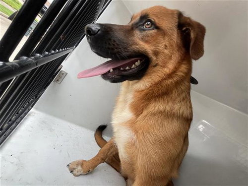 A655492, an adoptable Belgian Shepherd Malinois in Houston, TX