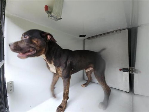A655516, an adoptable Rottweiler in Houston, TX