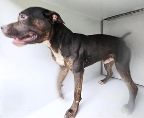 A655516, an adoptable Rottweiler in Houston, TX