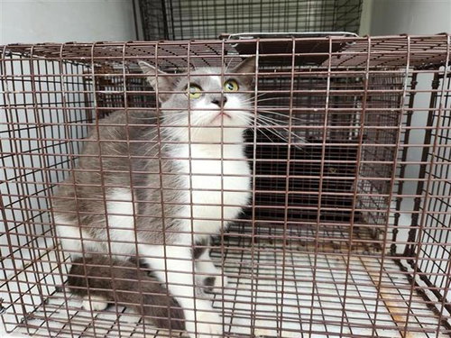 A655522, an adoptable Domestic Short Hair in Houston, TX