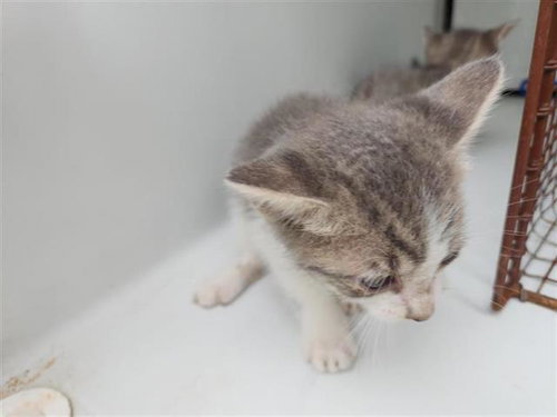 A655526