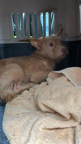 A655531, an adoptable Cairn Terrier in Houston, TX