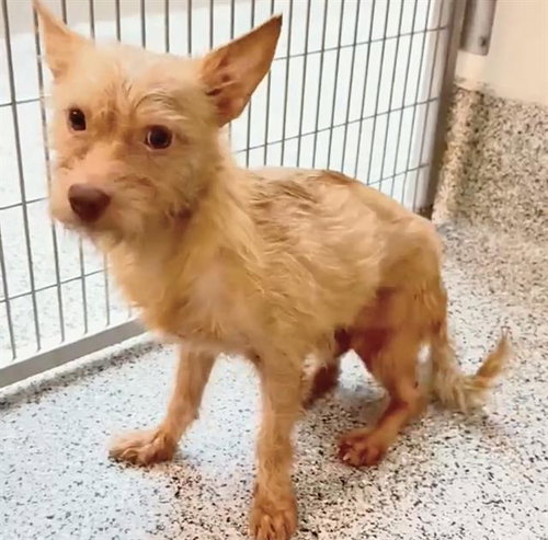 NOODLE, an adoptable Cairn Terrier in Houston, TX