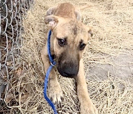 A655515, an adoptable German Shepherd Dog in Houston, TX