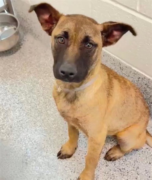 A655517, an adoptable German Shepherd Dog in Houston, TX