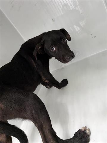 A655518, an adoptable Black Mouth Cur in Houston, TX