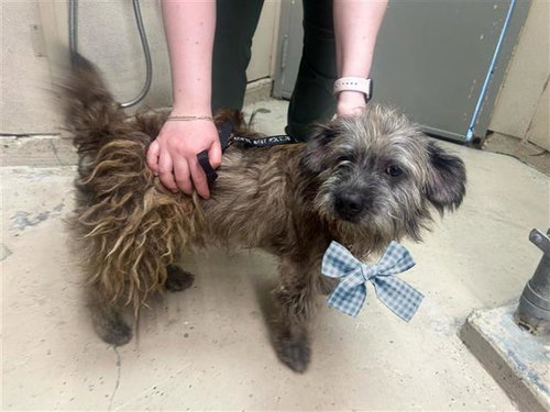 A655529, an adoptable Cairn Terrier in Houston, TX