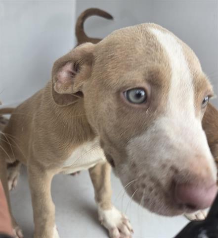 A655544, an adoptable American Pit Bull Terrier in Houston, TX
