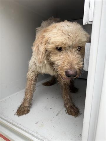 A655553, an adoptable Poodle in Houston, TX
