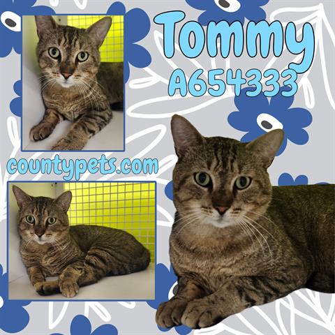TOMMY, Adult Domestic Short Hair / Mixed (medium coat), cat for adoption in League City, Texas