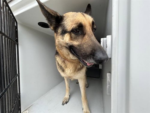 A655507, an adoptable German Shepherd Dog in Houston, TX